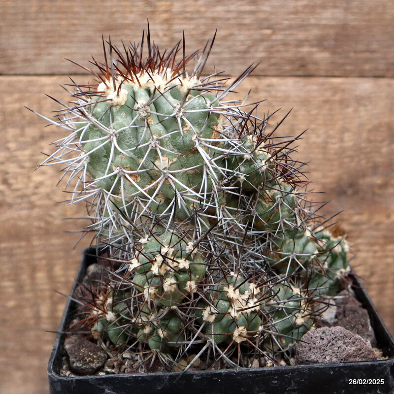 D3352 COPIAPOA STREPTOCAULON pot14-H14-W13 cm MaMa Cactus