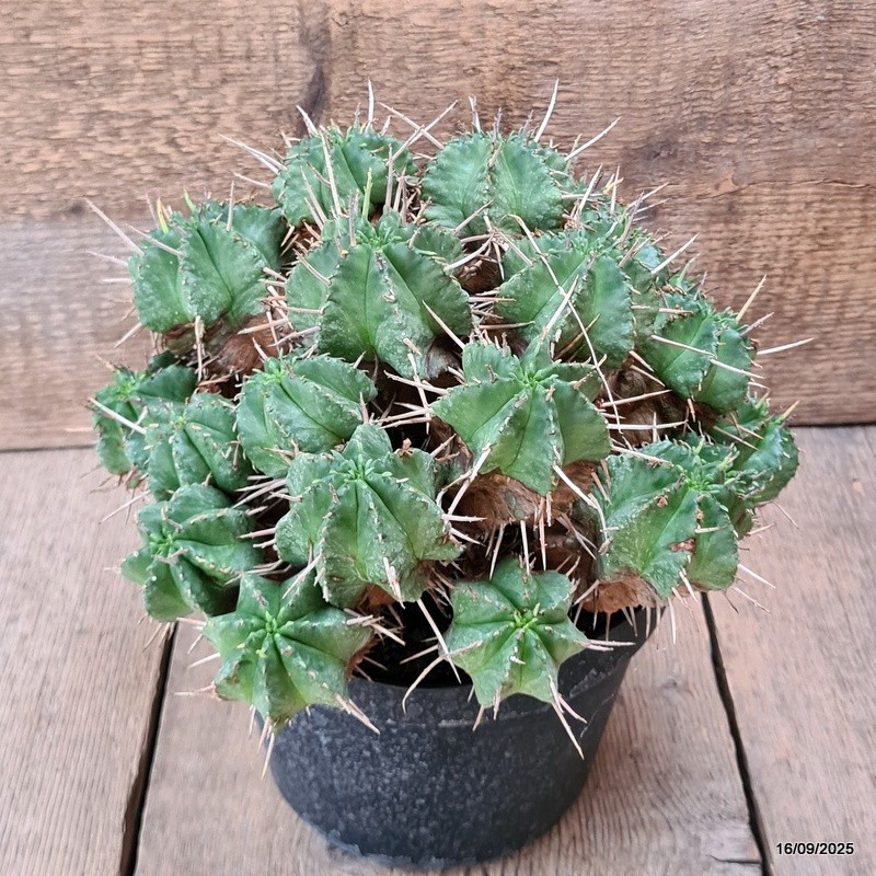 D6483 EUPHORBIA MELOFORMIS pot18-H19-W27 cm MaMa Cactus