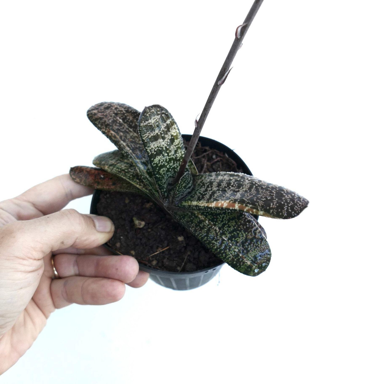 Gasteria batesiana YELLOW VARIEGATED (EX. TORRISI) – Knoppies gasteria | Ox-tong