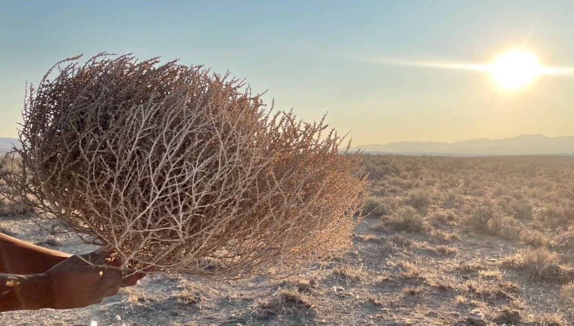 Tumbleweeds ! BEST and FULL LARGE Size! 16”-19” Natural Western Decor Nevada USA