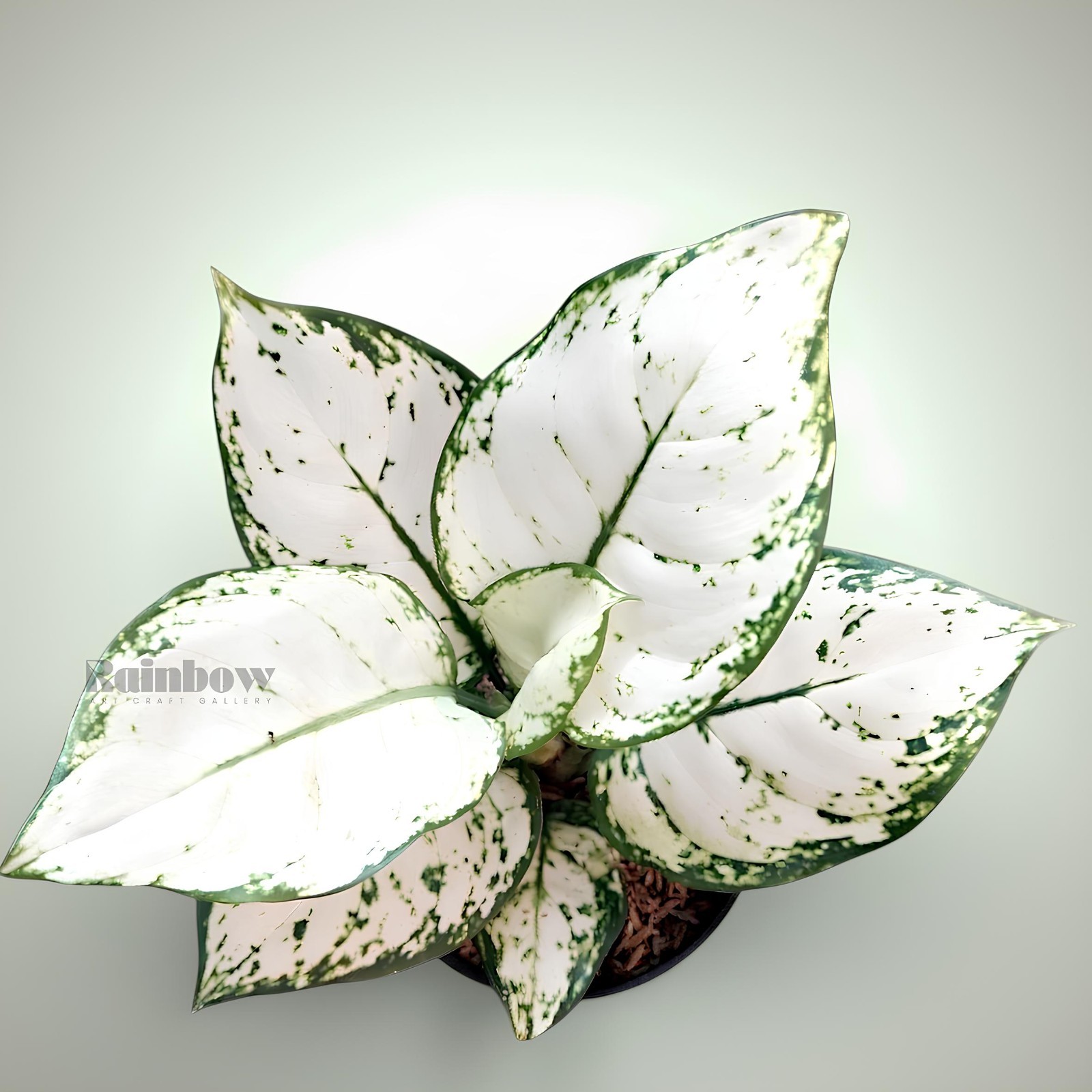 Aglaonema Super White Beatiful Ornamental Plant