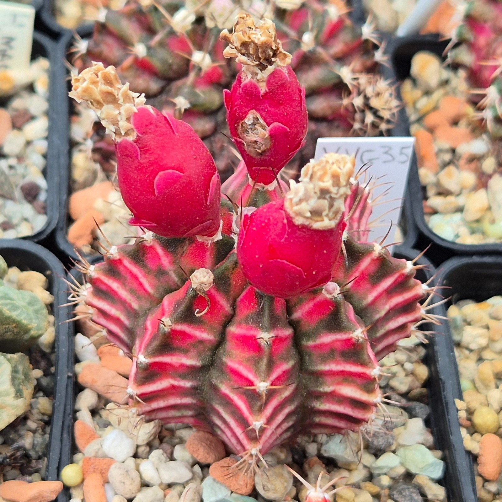 Gymnocalycium mihanovichii f.variegata VVG35 20seeds harvest 2025