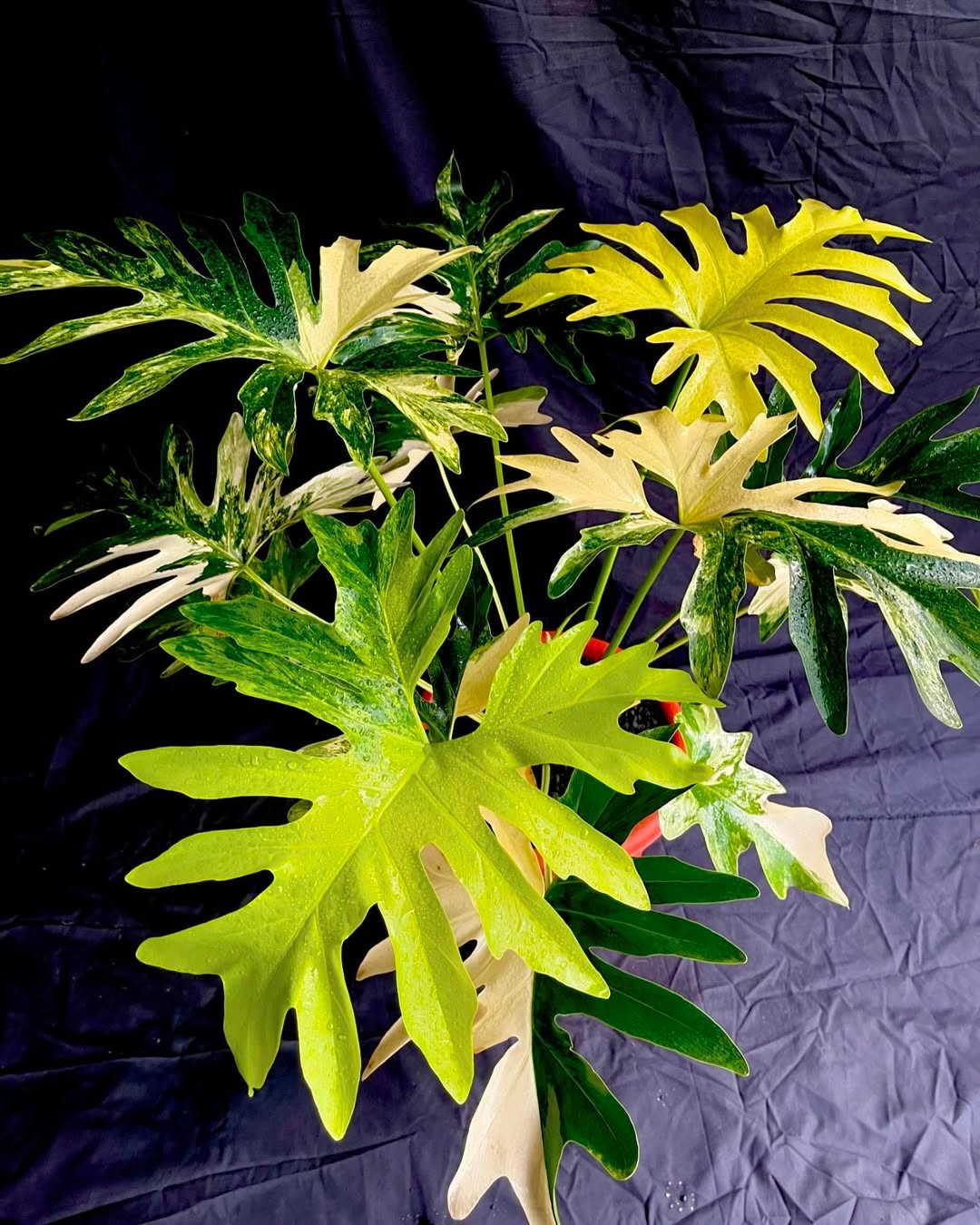 Thaumatophyllum Saxicola Variegated Very Beauty Real Picture Large Size