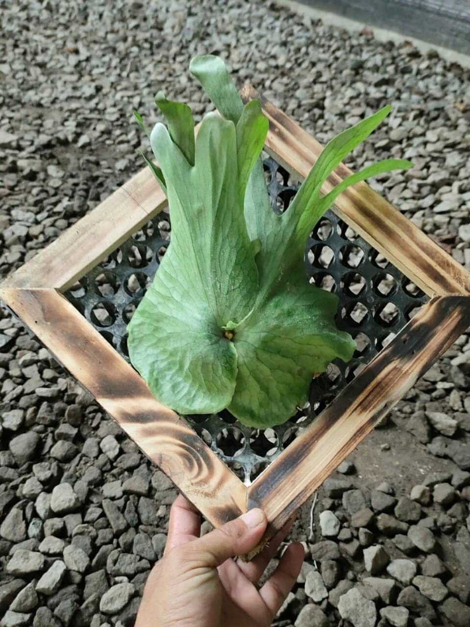 Platycerium Grande + Phytosanitary Cert
