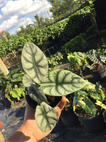 Alocasia Badinga ‘Silver Dragon’ 4″ Pot| RARE Indoor/Outdoor Live Tropical Plant
