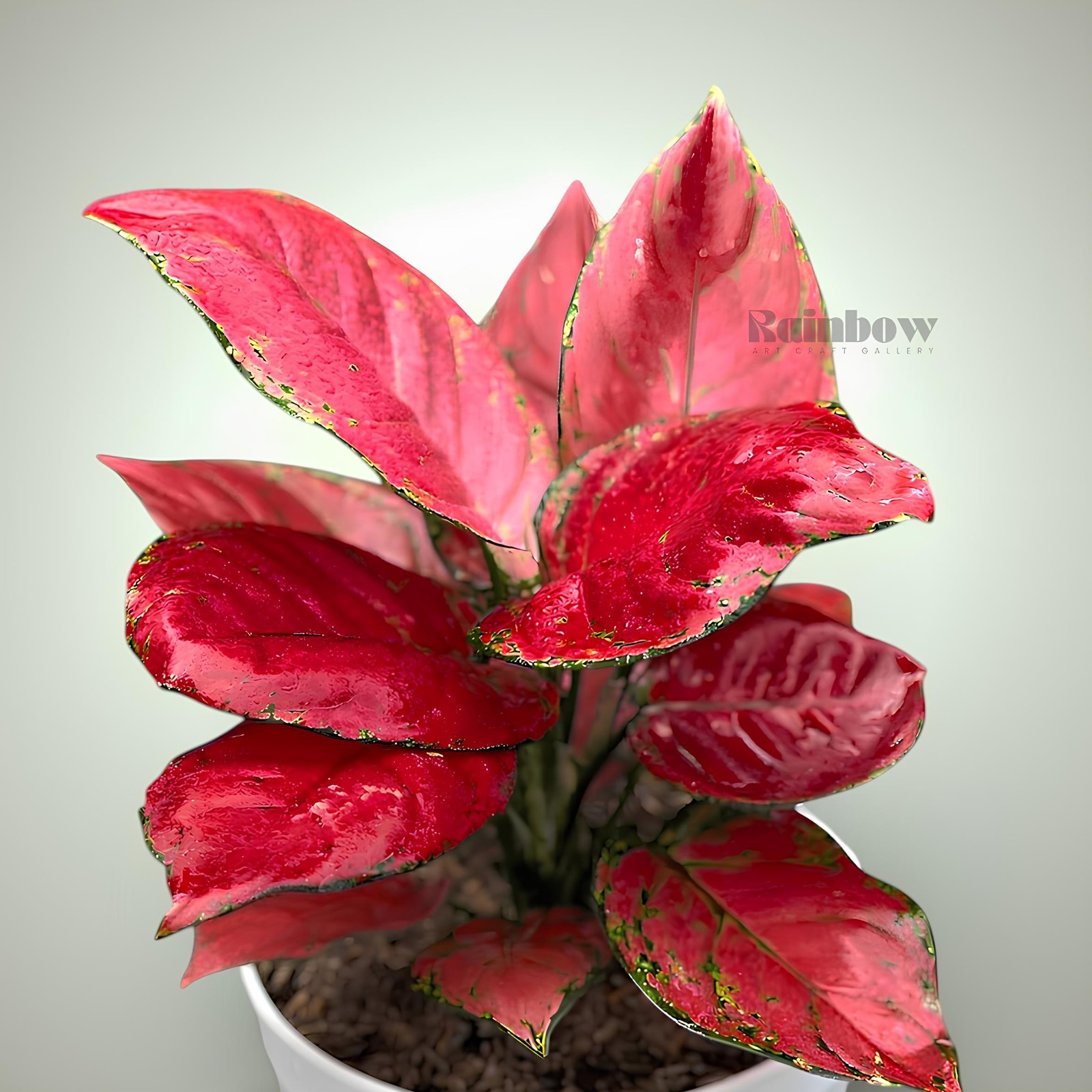 Aglaonema Red Anjamani Beatiful Ornamental Plant