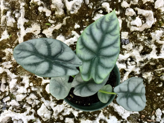 Alocasia Badinga ‘Silver Dragon’ 4″ Pot| RARE Indoor/Outdoor Live Tropical Plant