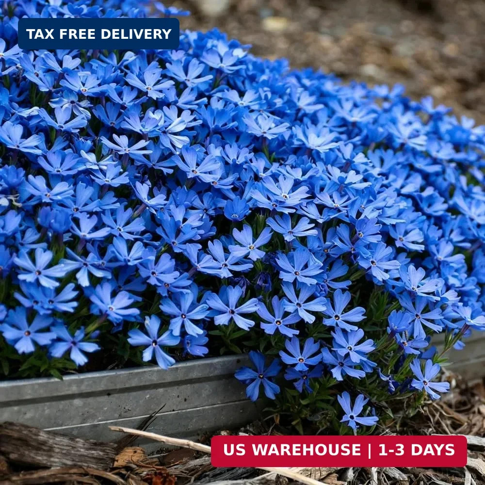 10007+ Creeping Mixed Phlox Seeds for Planting,Bright Perennial Creeping Phlox S