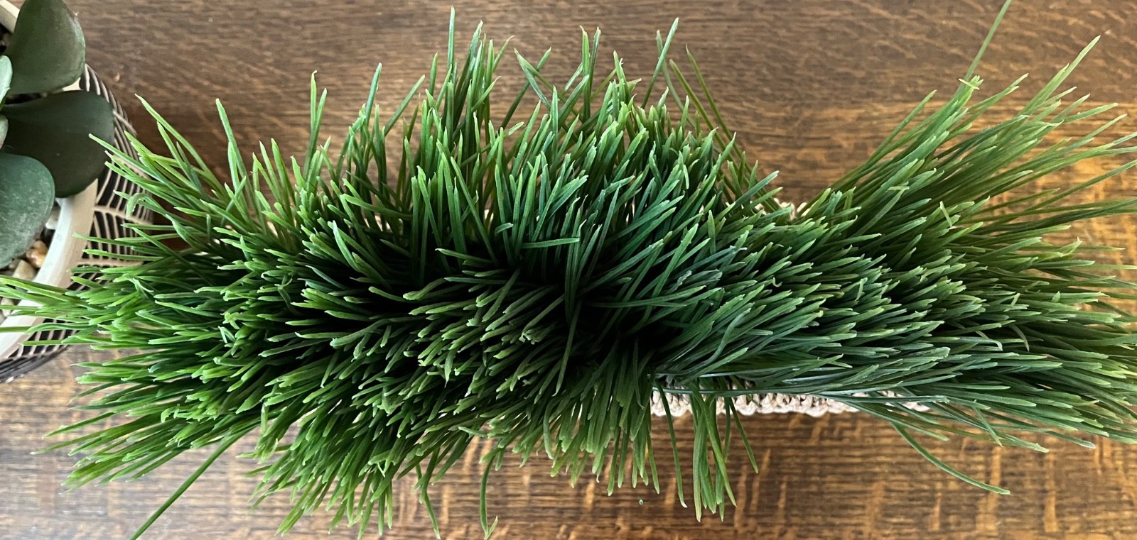 Artificial Indoor Potted Plants – One Succulents and One Grass