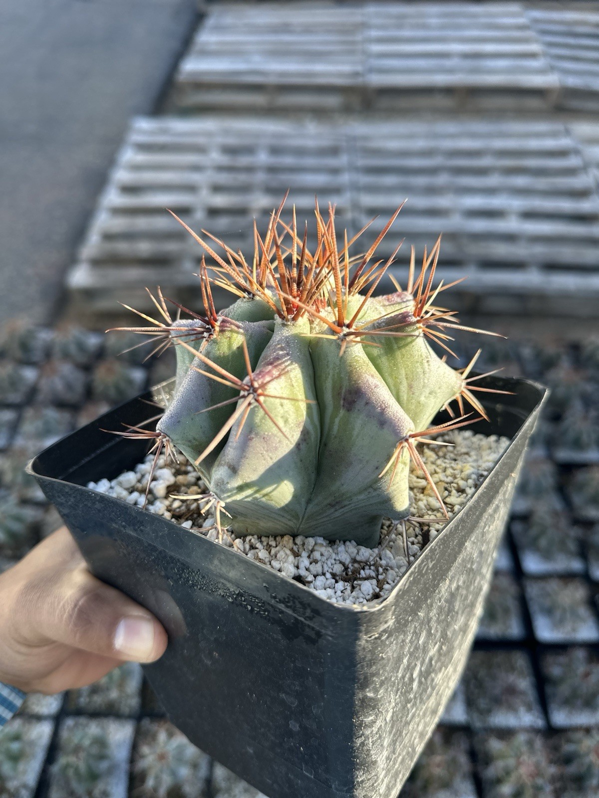 Echinocactus ingens var. grandis 6”