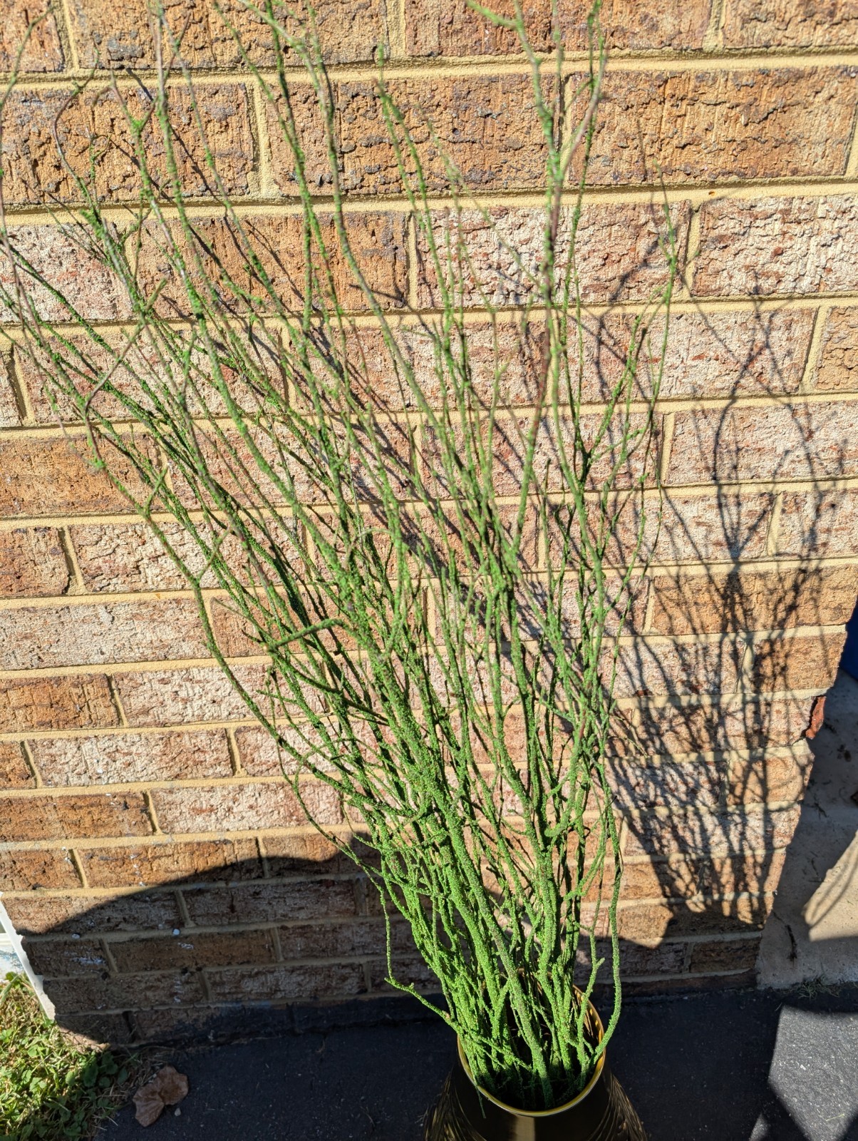 47in Green Coated Reeds Bundle x10 Branches