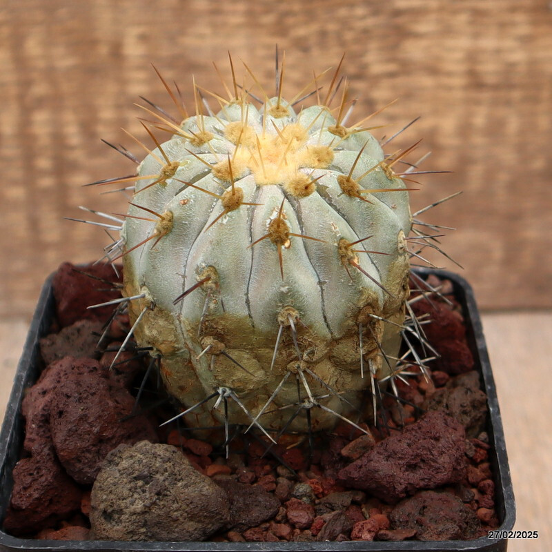 D3269 COPIAPOA HASELTONIANA pot10-H9-W7 cm MaMa Cactus