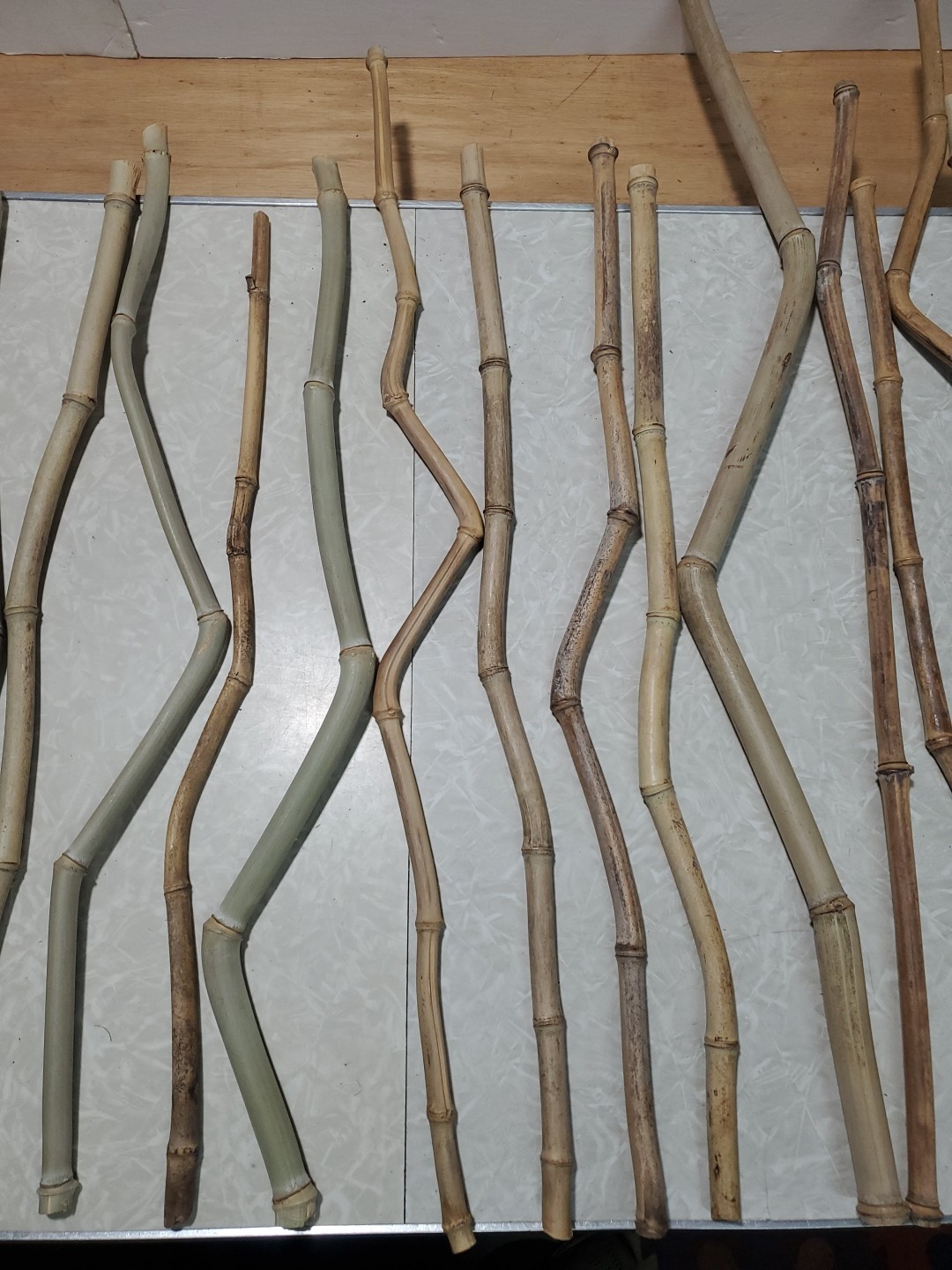 50 Decorative Grown & Processed in USA Crooked Stem/YellowG Bamboo 20-32″ Pieces