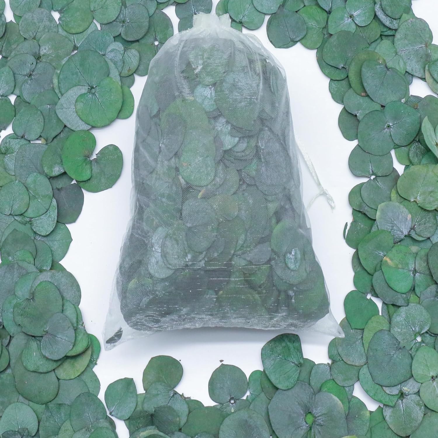 3200 Preserved Real Eucalyptus Leaves Small, Pure Natural Bulk