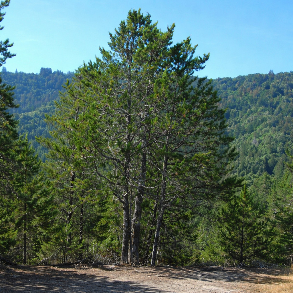 Cupressus goveniana var. abramsiana – Santa Cruz cypress | Abrams’ cypress
