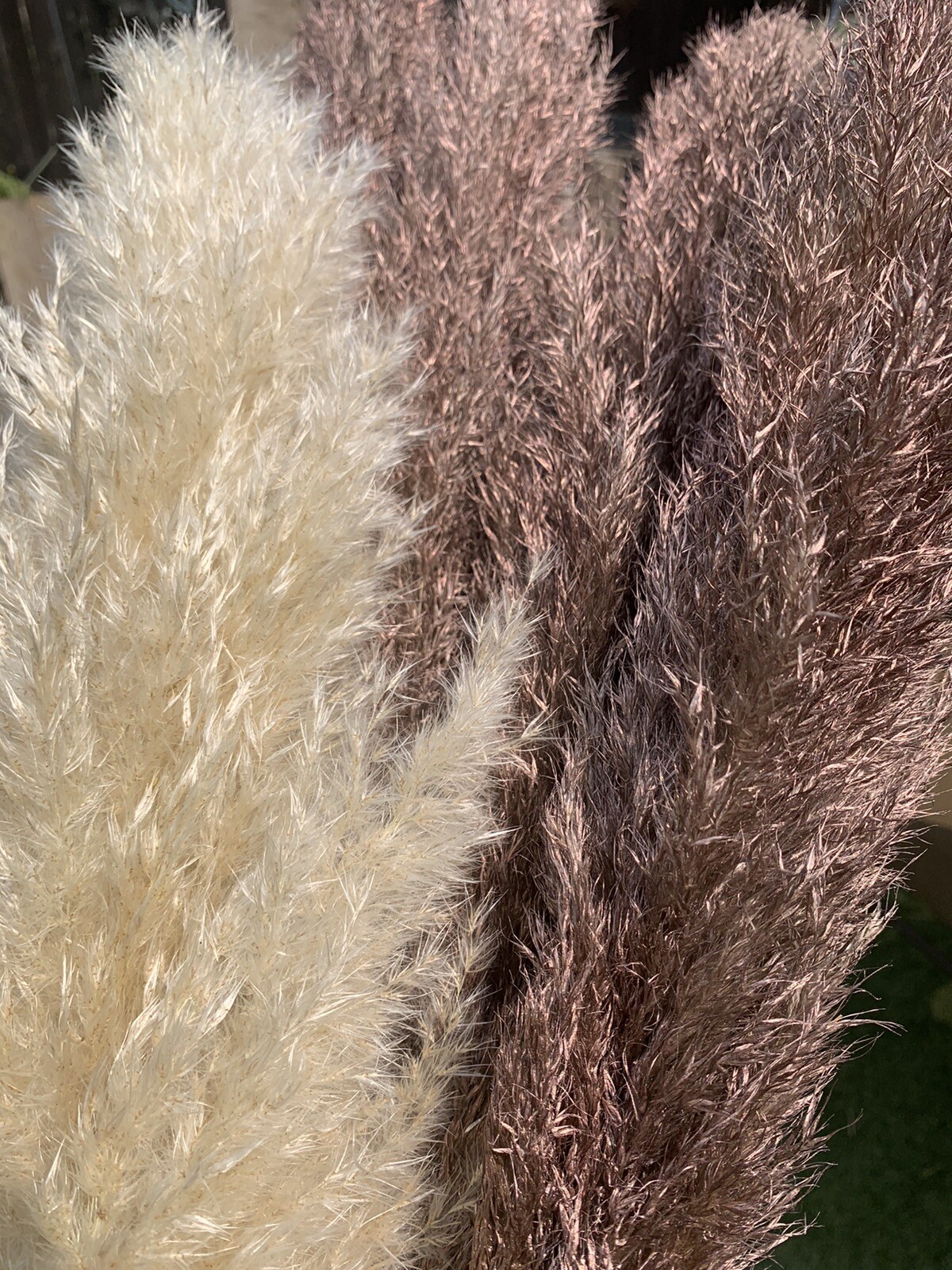PAMPAS- Box of 10 X (36”) pampas grass stems Red/Blue/Green/Gold/Purple/Yellow