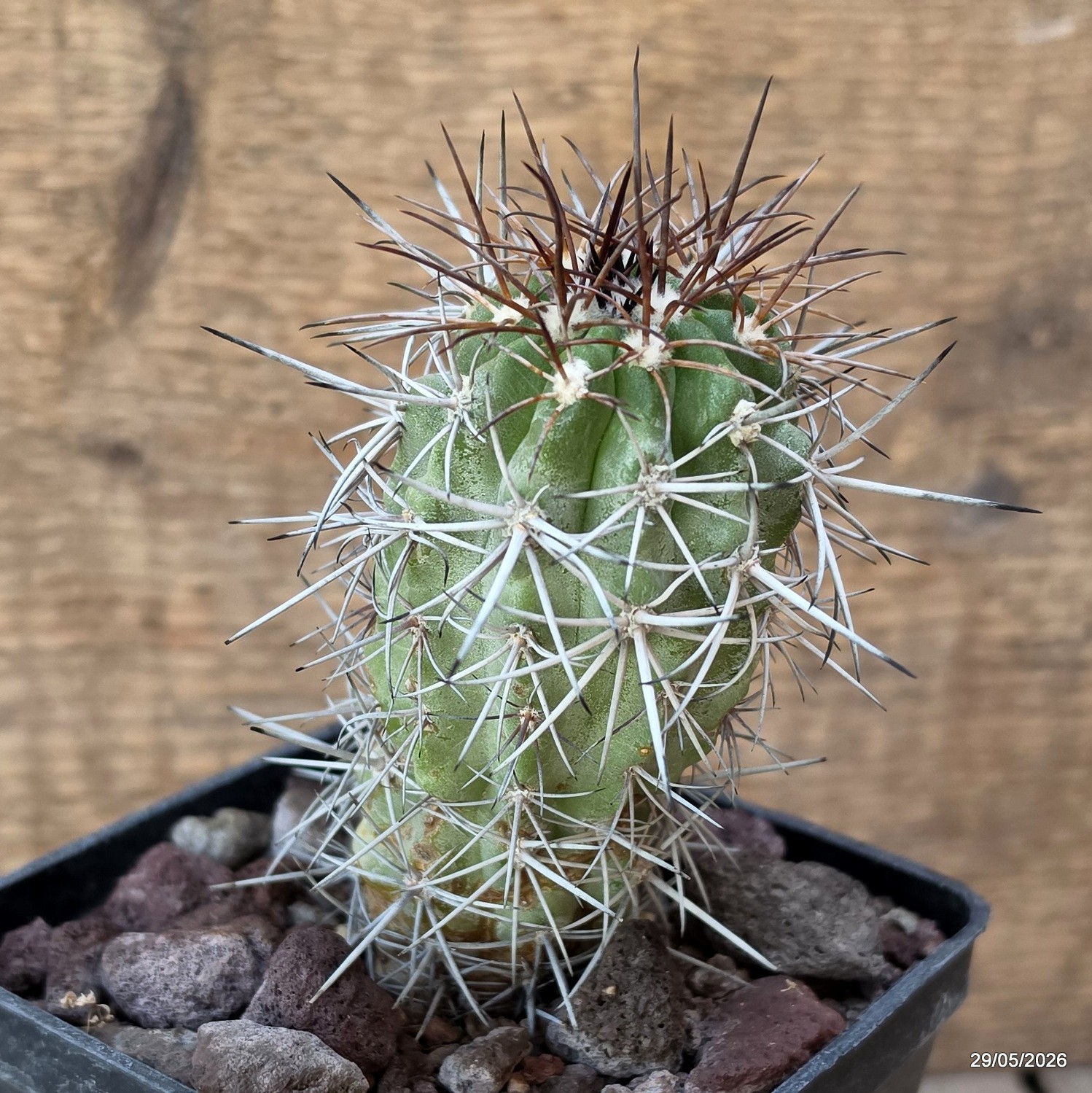 D3455 COPIAPOA WAGENKNECHTII KK58 pot10-H11-W5 cm MaMa Cactus