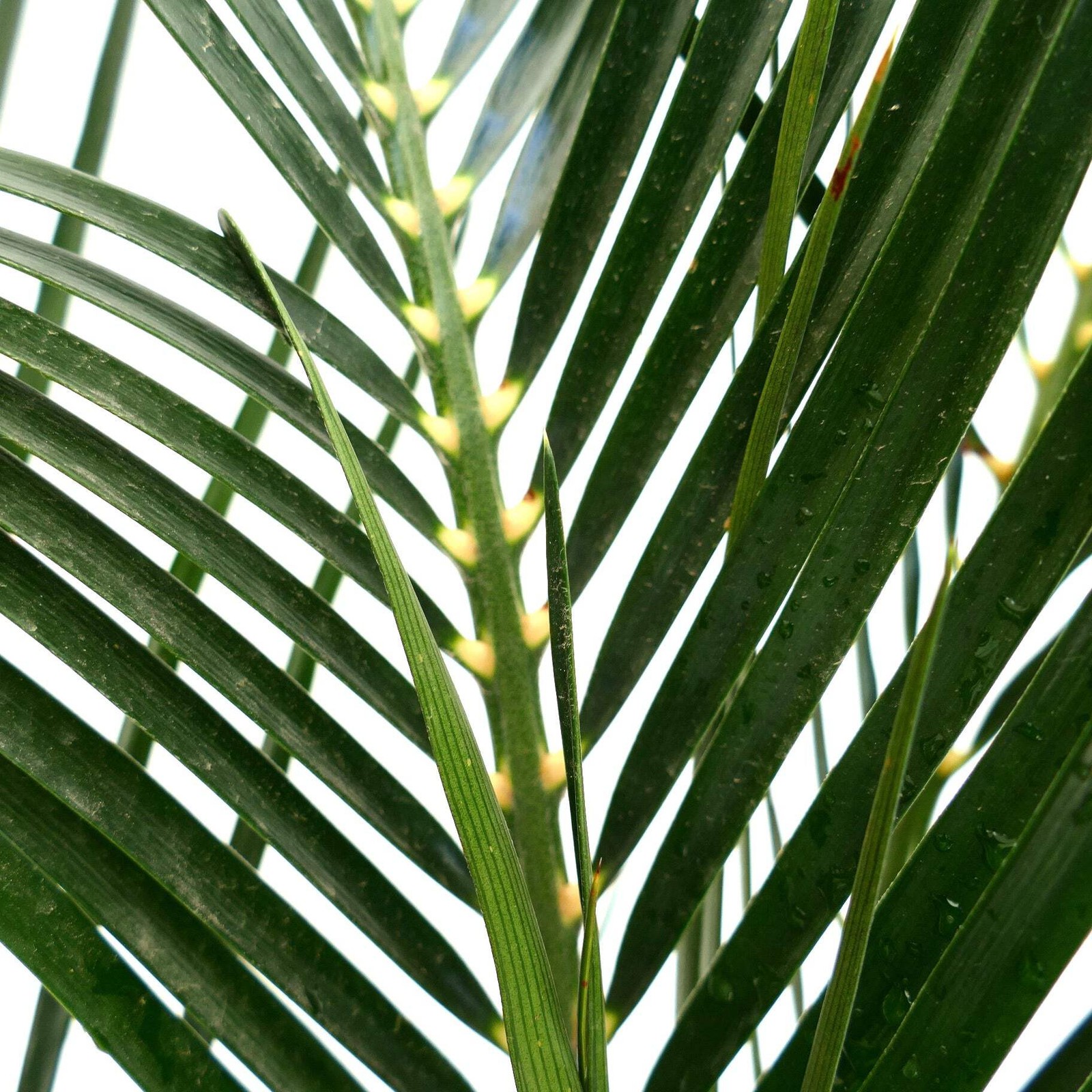 Macrozamia mountperriensis 7cm caudex diameter – Mount Perry cycad | Macrozamia