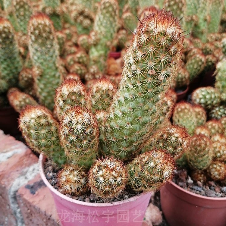 Mammillaria Elongata Lady Finger Live Cactus Copper King, Plants Rare Plants US