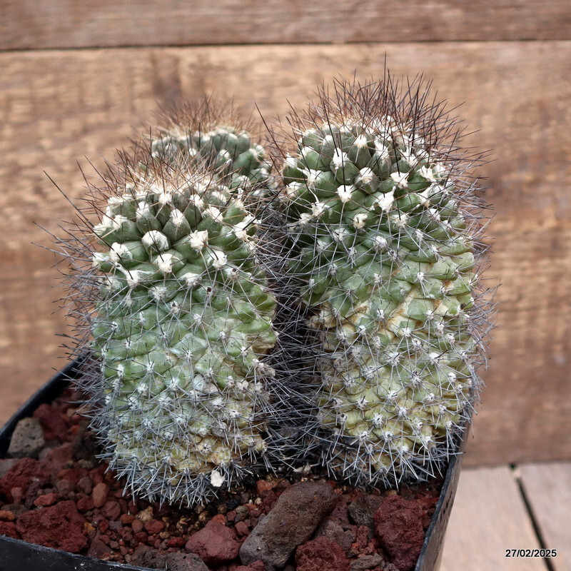 D3650 COPIAPOA PAPOSENSIS pot14-H11-W12 cm MaMa Cactus