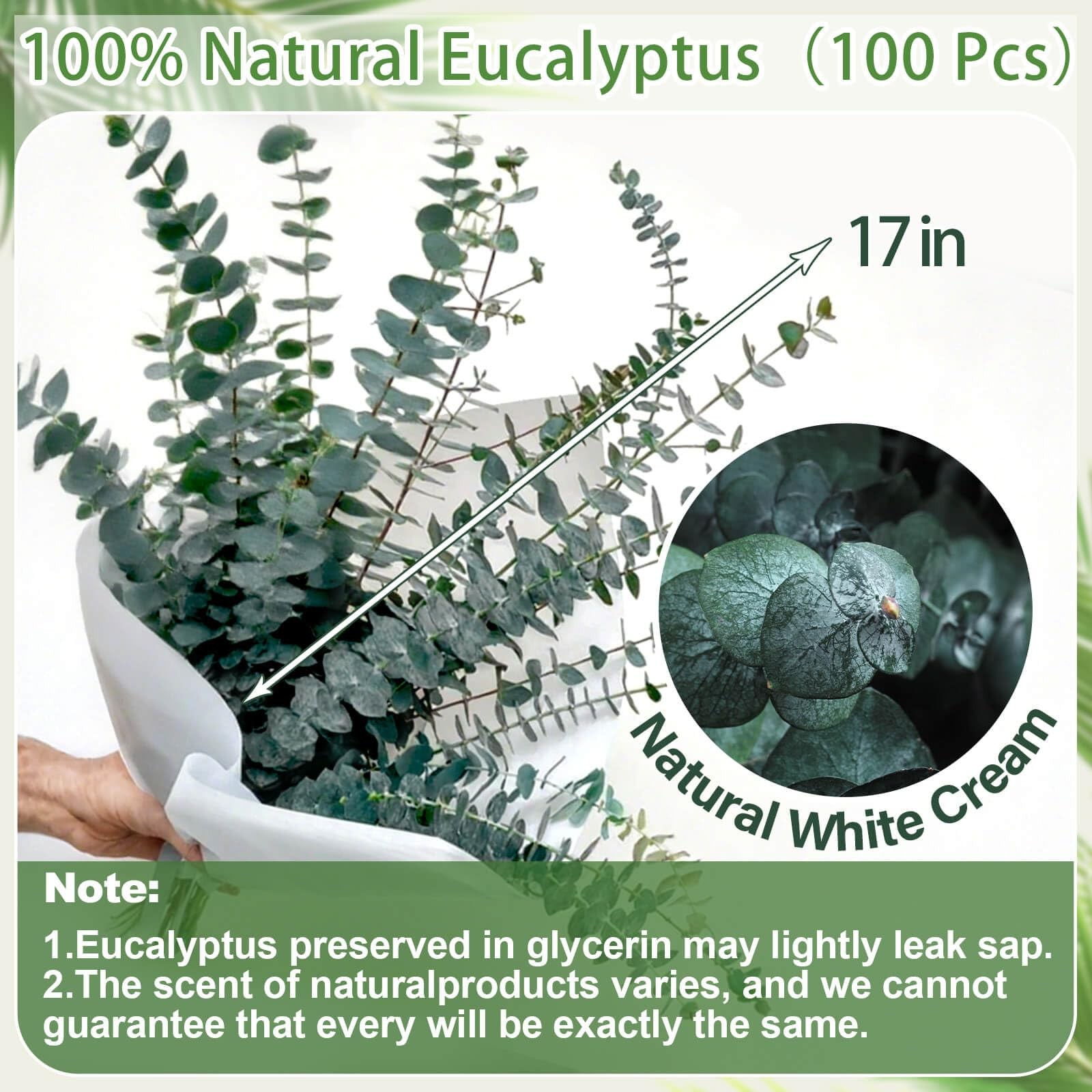 100 Pcs Dried Eucalyptus Stems, 17 Inch Real Fresh Preserved Eucalyptus Bundl…