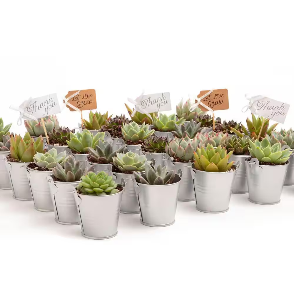 2 In. Wedding Event Rosette Succulents Plant with Silver Metal Pails and Let Lov