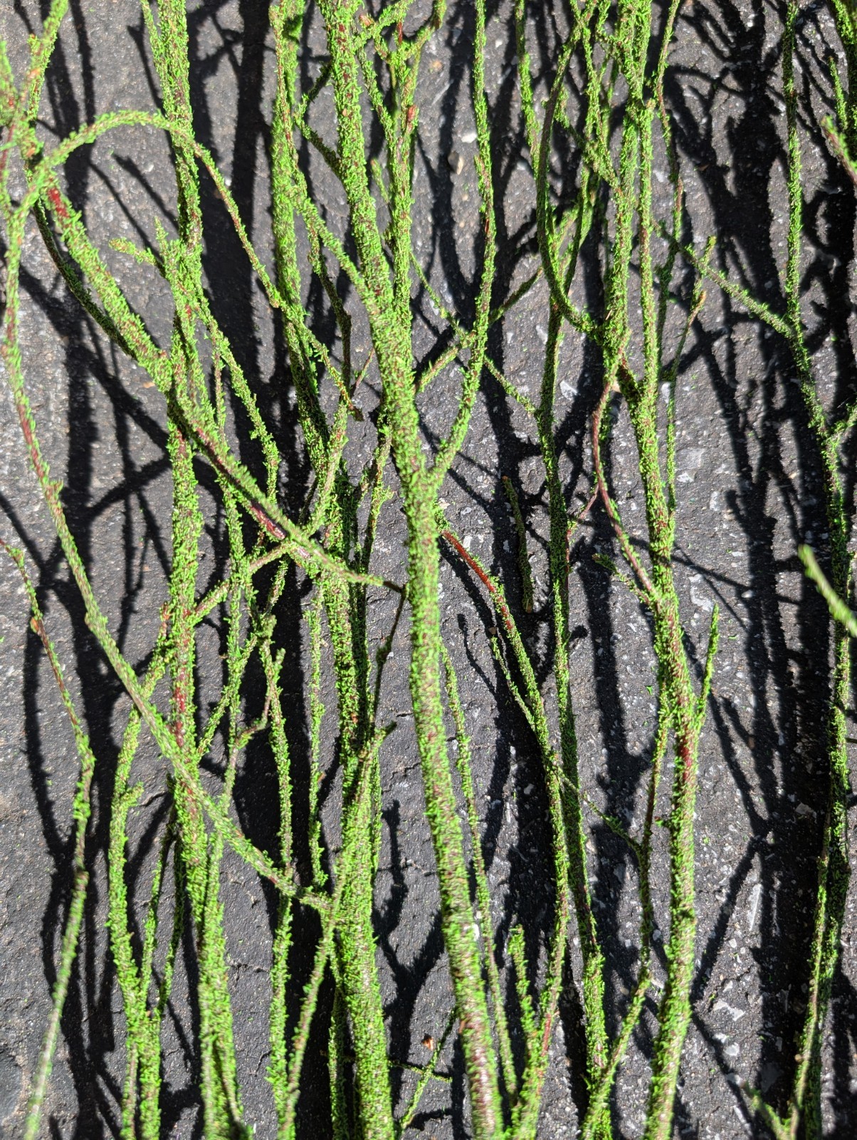 47in Green Coated Reeds Bundle x10 Branches