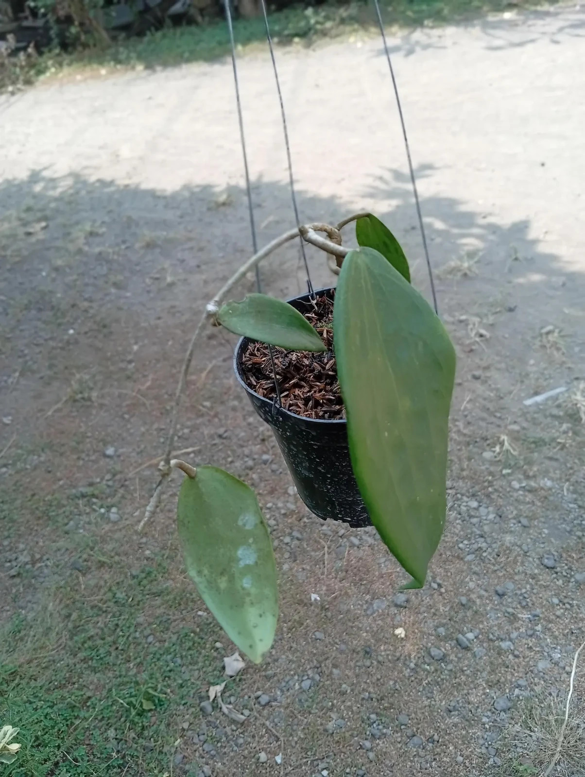 Real Picture Hoya Polystachya Clandesti