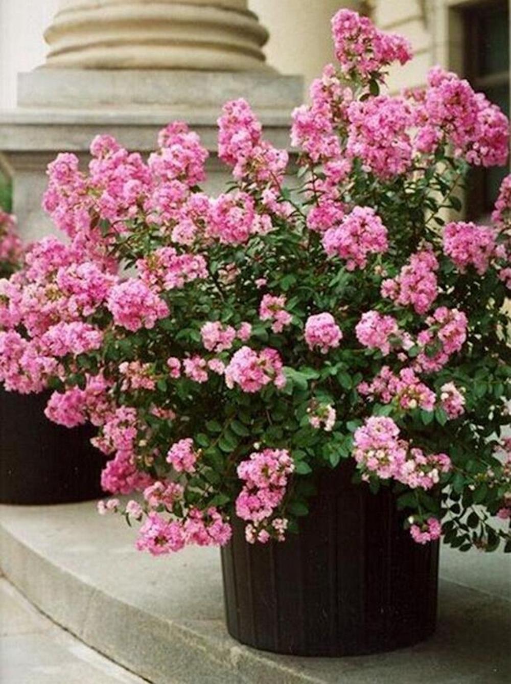 (10) CRAPE/CREPE MYRTLE SEEDS rare exotic flower garden tree USA SELLER W/TRACK
