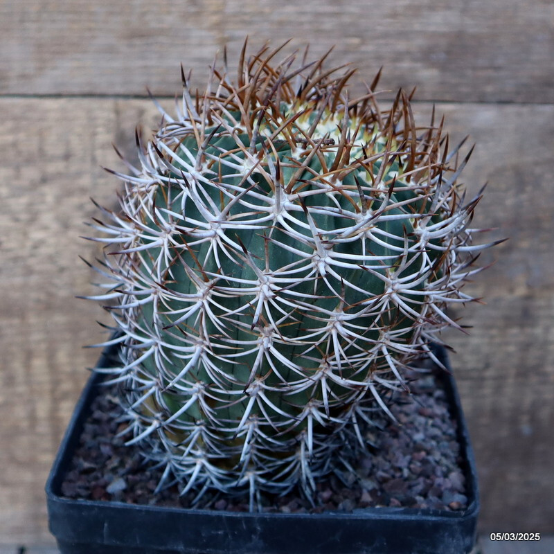 D3184 ERYOSICE CERATISTES GRAFT pot14-H16-W11 cm MaMa Cactus