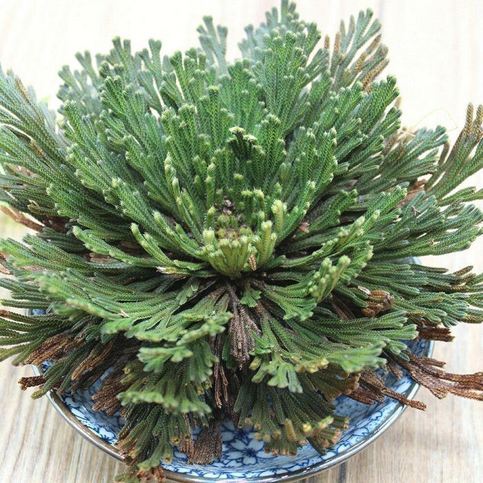 Rose of Jericho – Resurrection Plant – Dried Whole Plant Comes Back To Life.