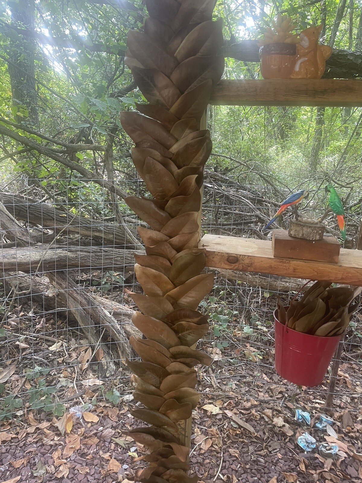 Fresh picked Magnolia Leaves – 25 CT. – Range approx size 5 in. – 10 in.