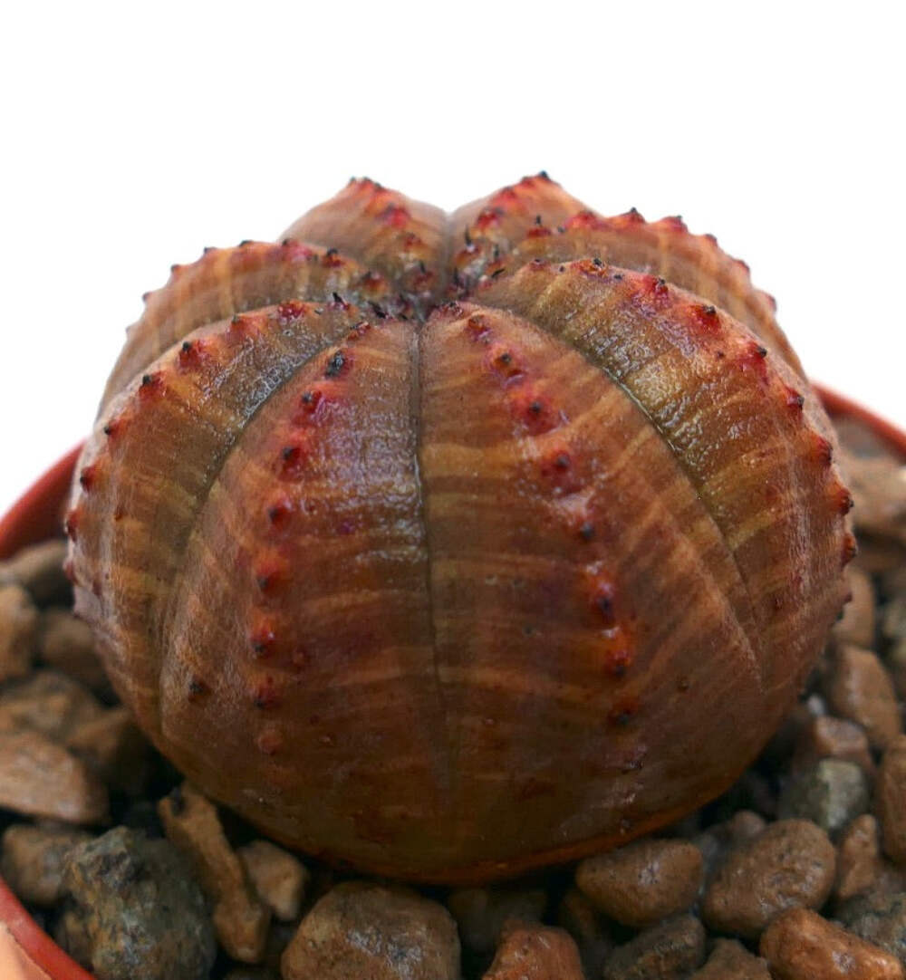 Euphorbia obesa SELECTED 86W – Baseball plant | Ball euphorbia