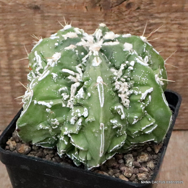 M115 ASTROPHYTUM MYRIOSTIGMA FUKURYU pot10-H8-W12 cm MaMa Cactus