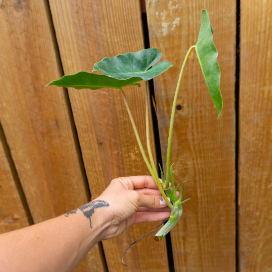 Burle Marx Philodendron Cutting | Air Roots w/ Multiple Nodes | Indoor & Outdoor