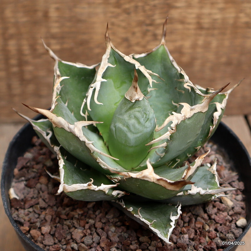D120 AGAVE TITANOTA pot14-H9-W13 cm MaMa Cactus