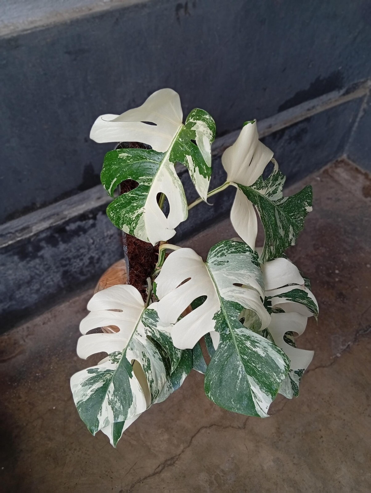 Real Picture Monstera White Tiger Variegated Big Size Rare Plant