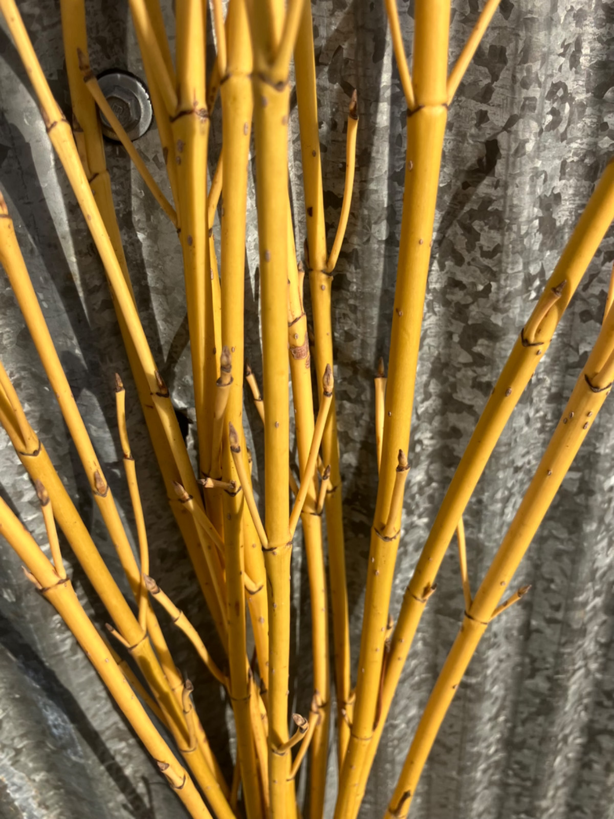 Yellow Dog wood. Bundles of 18-20 stems. 40″-48″ long