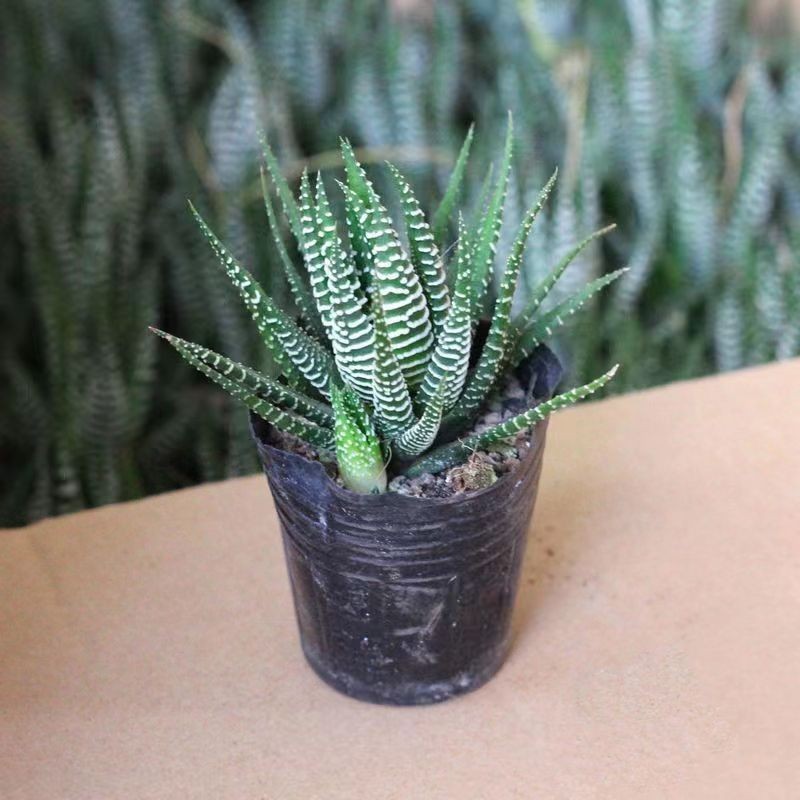 Rare Clump Haworthia Variegated White Spots Succulent Plant for Indoor Decorat