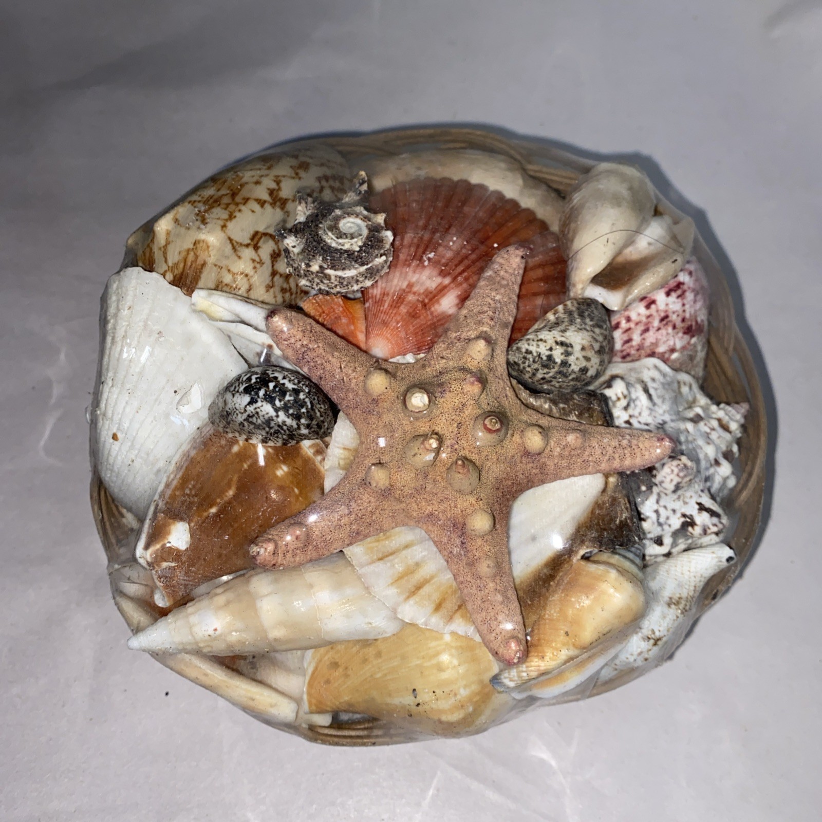 Pacific Authentic Seashells in Basket – Home Office Spa Decoration Assorted