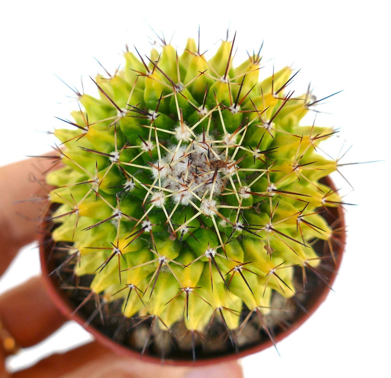 Mammillaria marksiana VARIEGATED – Marks’ nipple cactus | Marks’ pincushion cact