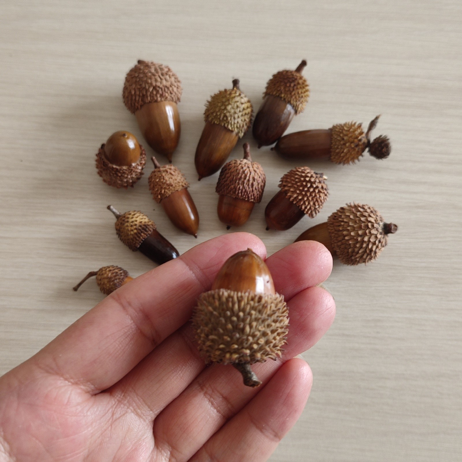 50 Pcs Hand Polished Real Dried Mix Acorns | Natural Cleaned And Baked Acorns
