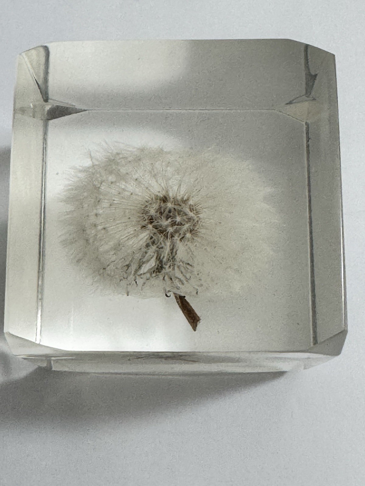 Sola Cube LUNARIA ANNUA 5cm Dandelion Acrylic Resin Flower Japan Paperweight