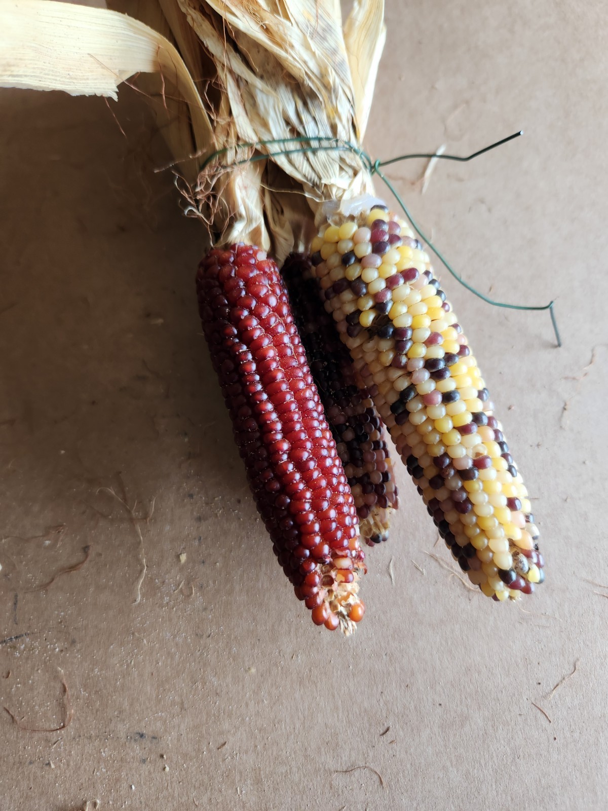 Mini Indian Corn, Approx 5″ Long – Thanksgiving, Fall, Decor, Small #7