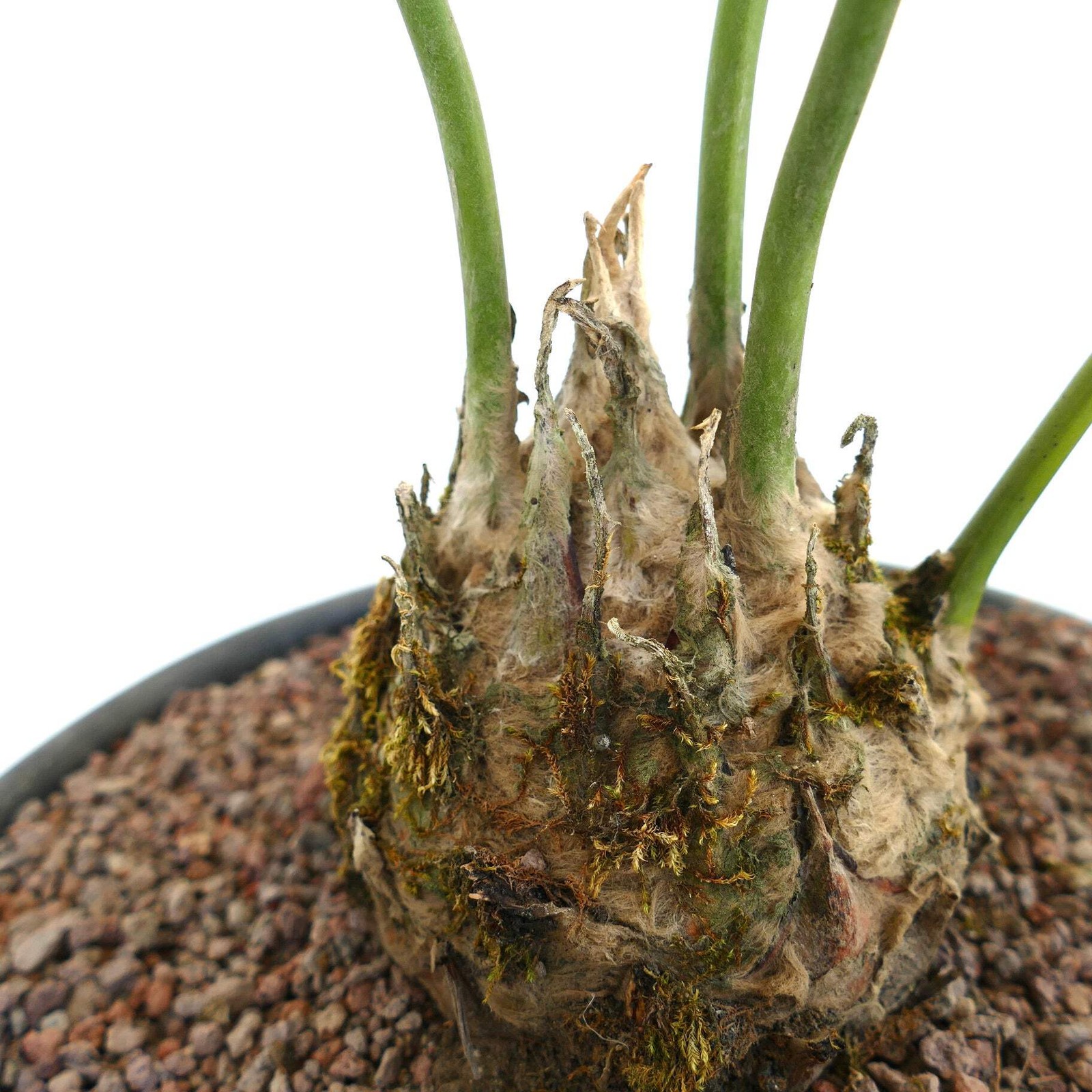 Dioon edule Jacala Form (Hidalgo, MX) 10x11cm Caudex – Chestnut dioon | Virgin’s