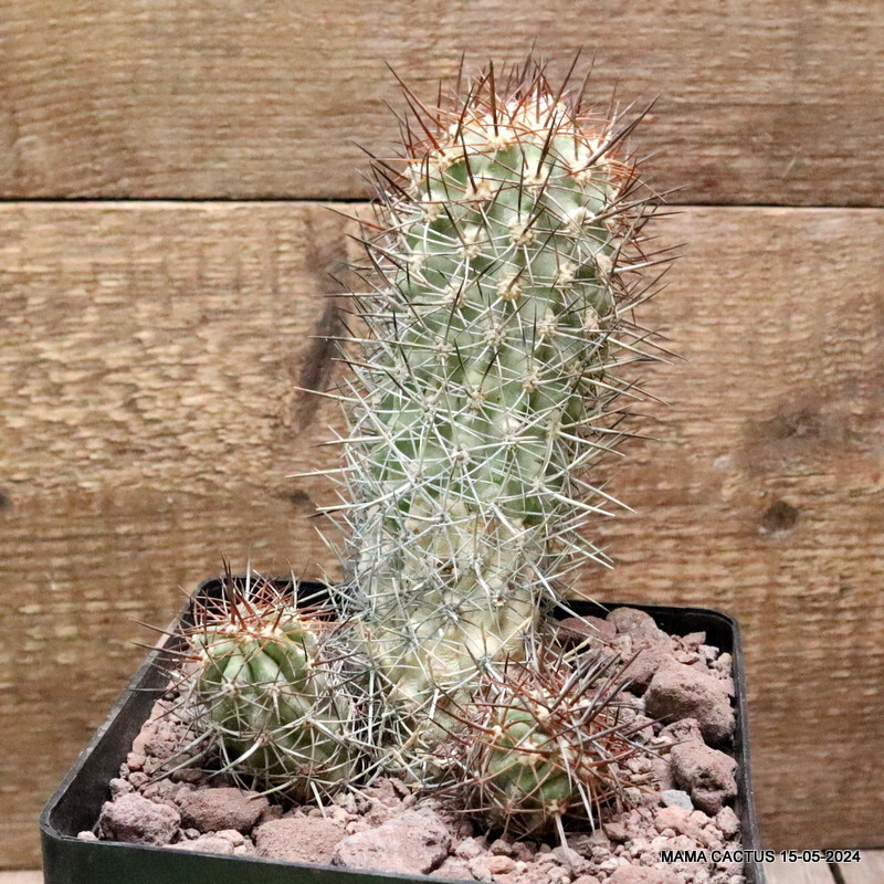 D3556 COPIAPOA PSEUDOCOQUIMBANA KK86 pot14-H14-W9 cm MaMa Cactus