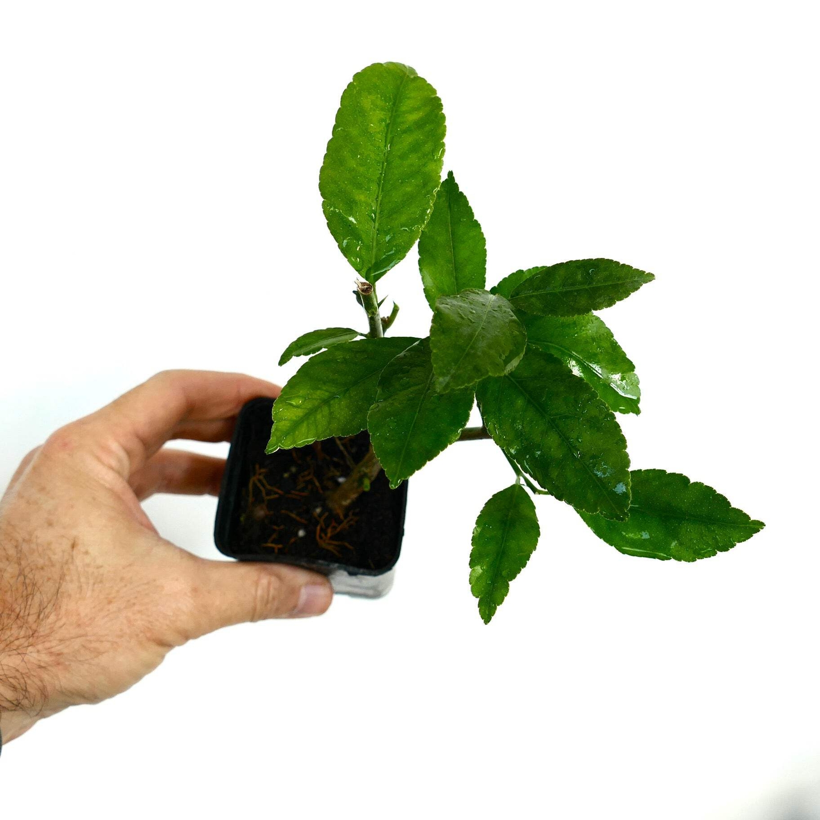 Citrus limon SORRENTO – SORRENTO LEMON PLANT TREE