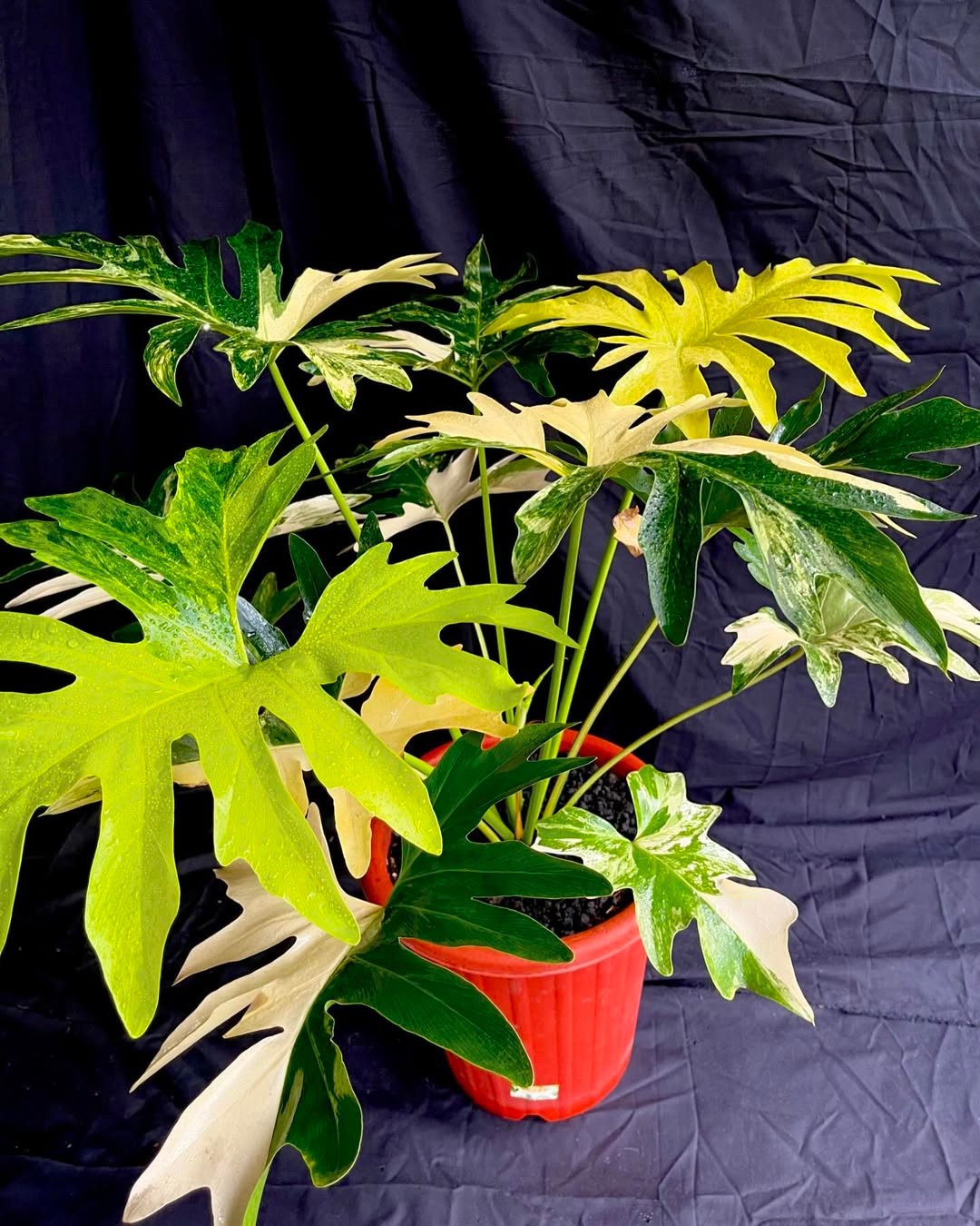 Thaumatophyllum Saxicola Variegated Very Beauty Real Picture Large Size