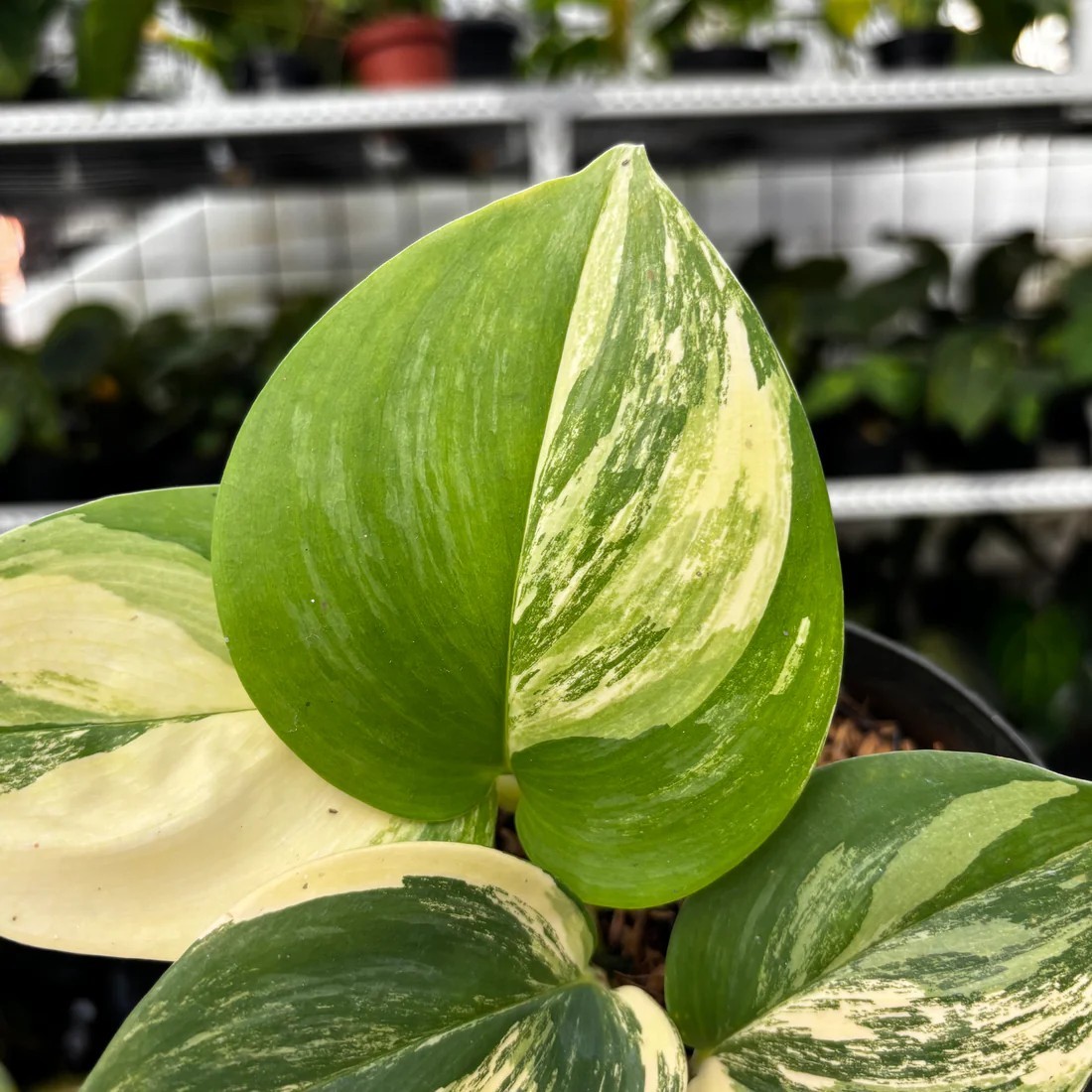 Real Picture Scindapsus Moonlight Yellow Rare Plant