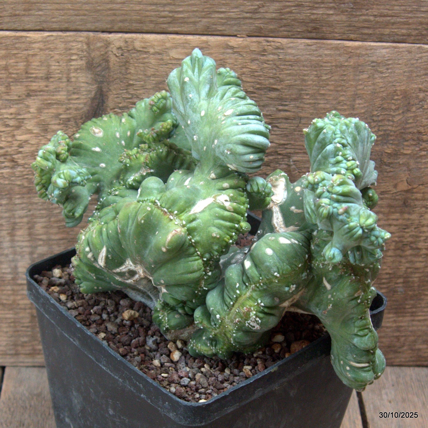 D7237 MYRTILLOCACTUS GEOMETRIZANS CRESTED pot14-H16-W23 cm MaMa Cactus